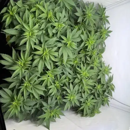 Indoor White Widow GHSC