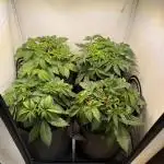 Indoor White Widow GHSC