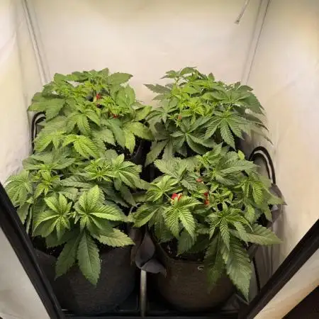 Indoor White Widow GHSC