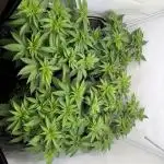 Indoor White Widow GHSC