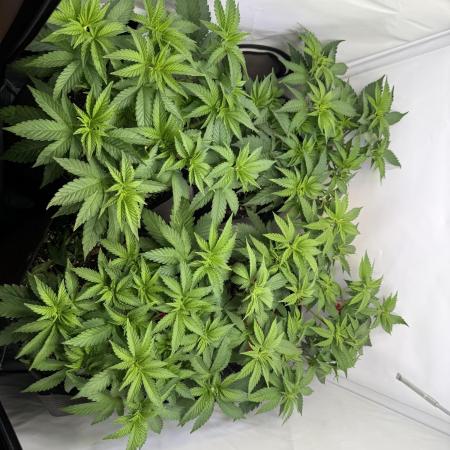 Indoor White Widow GHSC