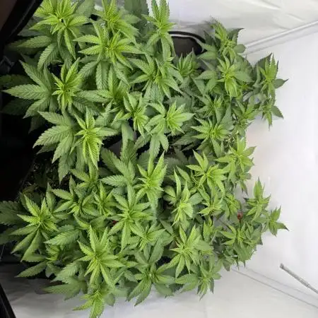 Indoor White Widow GHSC