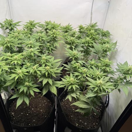 Indoor White Widow GHSC