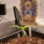 Raunächte-Grow mit Exotic Seed