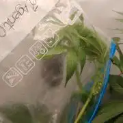 DWC Grow with Advanced Seeds