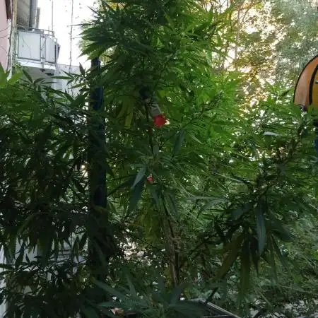 RQS Special Queen #1 Balcony