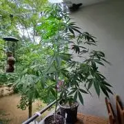 Super Sativa Seed Club Outdoor Version