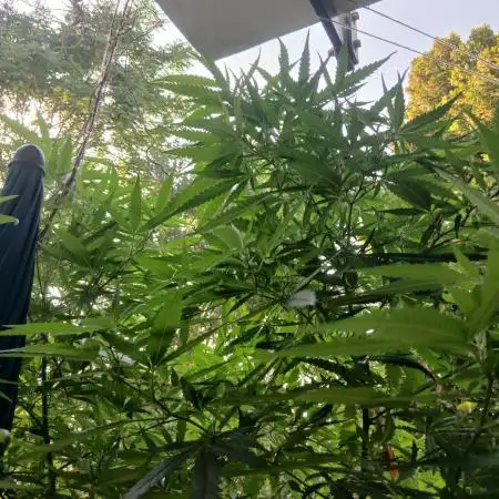RQS Special Queen #1 Balcony