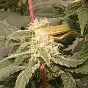 DWC Grow with Advanced Seeds