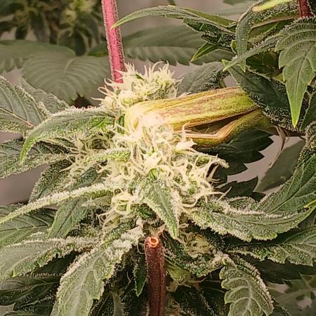 DWC Grow with Advanced Seeds