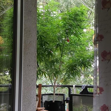 RQS Special Queen #1 Balcony