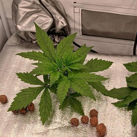 DWC Grow with Advanced Seeds
