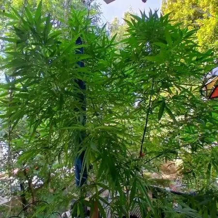 RQS Special Queen #1 Balcony