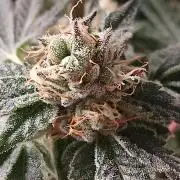 Regular Company for the DWC Lady