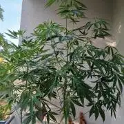 Super Sativa Seed Club Outdoor Version