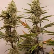 Super Sativa Seed Club DWC Version