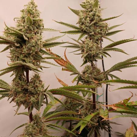 Super Sativa Seed Club DWC Version