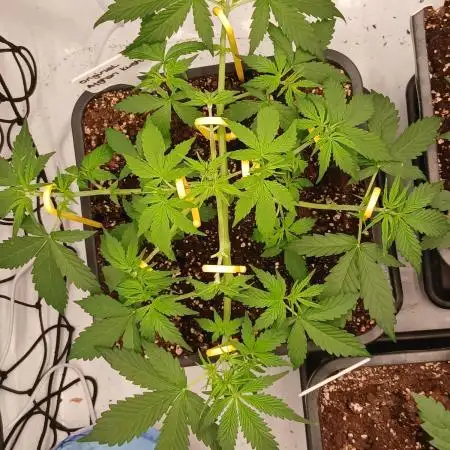 Auto Journey with FastBuds and Barney's