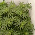 Regular Company for the DWC Lady