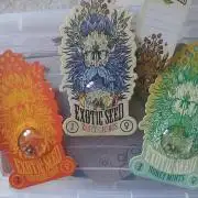 Raunächte-Grow mit Exotic Seed