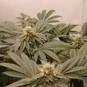 Regular Company for the DWC Lady