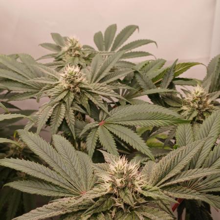 Regular Company for the DWC Lady