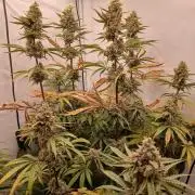 Super Sativa Seed Club DWC Version