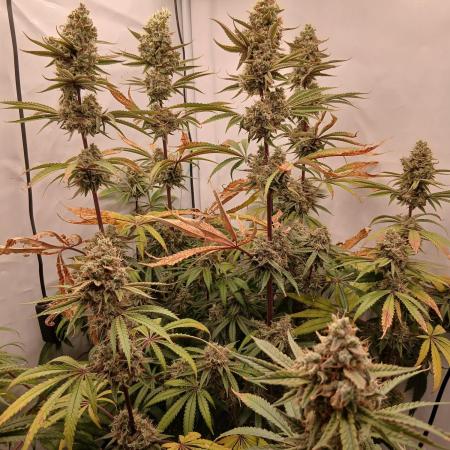 Super Sativa Seed Club DWC Version