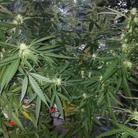 RQS Special Queen #1 Balcony
