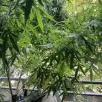 RQS Special Queen #1 Balcony