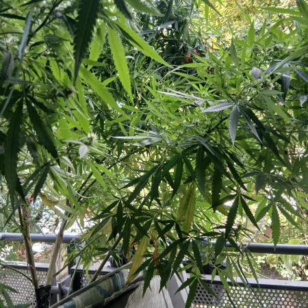 RQS Special Queen #1 Balcony