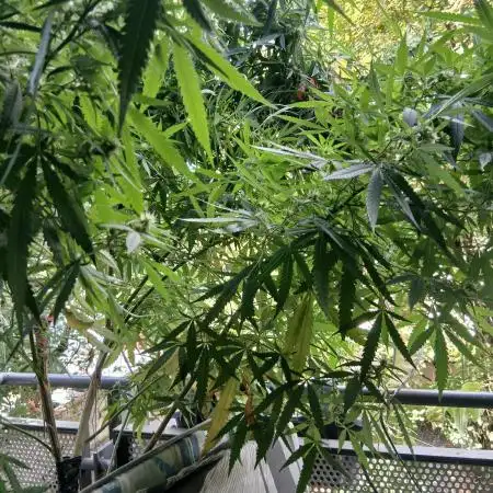 RQS Special Queen #1 Balcony