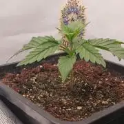 Raunächte-Grow mit Exotic Seed