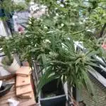 RQS Special Queen #1 Balcony