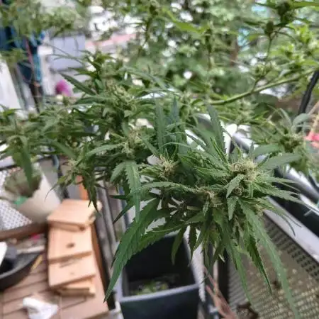 RQS Special Queen #1 Balcony
