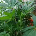 Regular Company for the DWC Lady