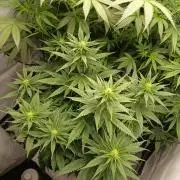 Raunächte-Grow mit Exotic Seed