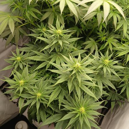 Raunächte-Grow mit Exotic Seed