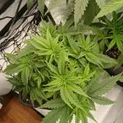 Raunächte-Grow mit Exotic Seed