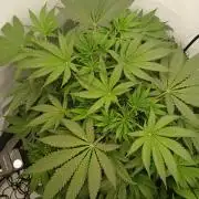 Hydroponischer Exotic Seed Grow