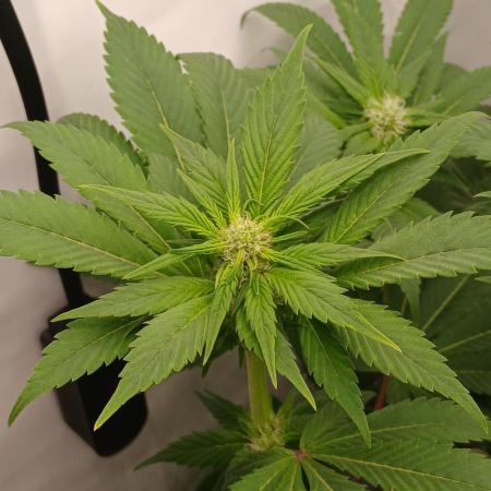 DWC Grow with Advanced Seeds