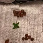 DWC Grow with Advanced Seeds