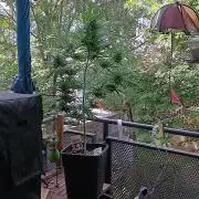 Original Skunk meets Auto