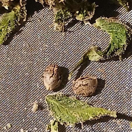 DWC Grow with Advanced Seeds