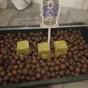 Hydroponischer Exotic Seed Grow