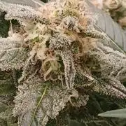 DWC Grow with Advanced Seeds