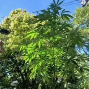 Super Sativa Seed Club Outdoor Version