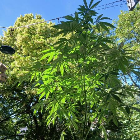 Super Sativa Seed Club Outdoor Version