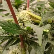 DWC Grow with Advanced Seeds