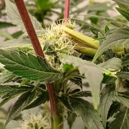 DWC Grow with Advanced Seeds